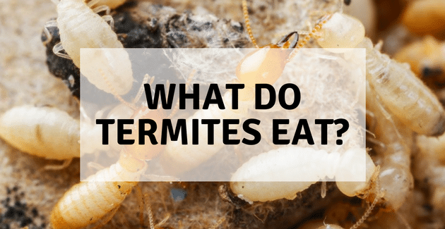 What do termites eat?