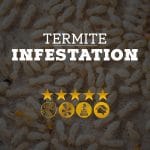 Termite Infestation