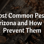 Common Pest In Arizona