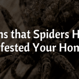 Signs Spiders Infested Your Home