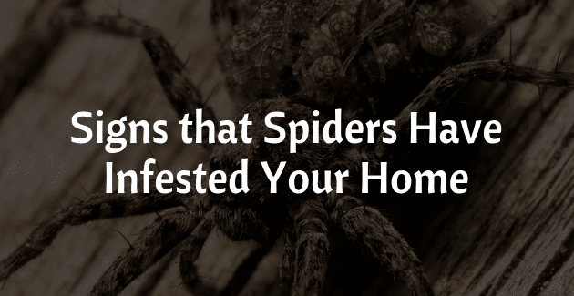 Signs Spiders Infested Your Home