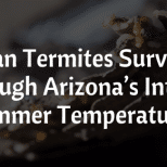 Can Termites Survive Arizona Temperatures