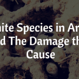 Termite Species In Arizona And The Damage They Cause