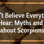 Don’t Believe Everything You Hear: Myths and Facts about Scorpions