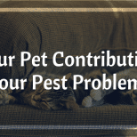 Is Your Pet Contributing to Your Pest Problem