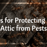 5 Tips for Protecting Your Attic from Pests