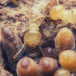 Termites