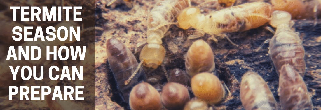 Termites