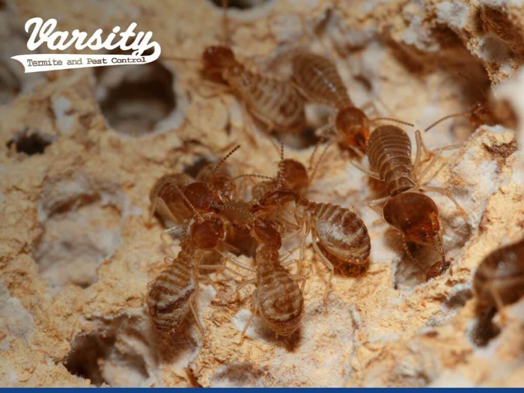 5 Common Causes of a Termite Infestation