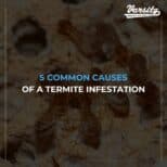 5 Common Causes of a Termite Infestation