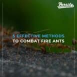 5 Effective Methods to Combat Fire Ants