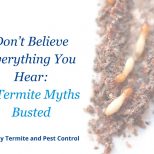 Don´t Believe Everything You Hear 6 Termite Myths Busted