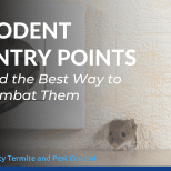 Rodent Entry Points and the Best Way to Combat Them