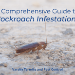 A Comprehensive Guide to Cockroach Infestations