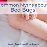 Common Myths about Bed Bugs in Arizona