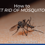 How to Get Rid of Mosquitoes