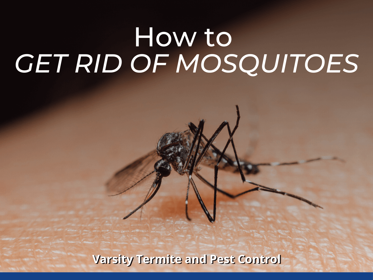 How to Get Rid of Mosquitoes