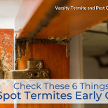 Check These 6 Things to Spot Termites Early On