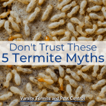 Don't Trust These 5 Termite Myths