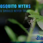 mosquito-myths-you-should-never-trust