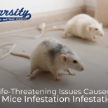 Life-Threatening Issues Caused by a Mice Infestation