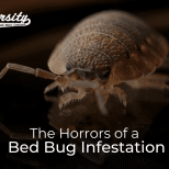 The Horrors of a Bed Bug Infestation