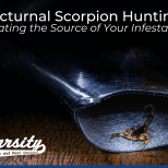 Nocturnal Scorpion Hunting Locating the Source of Your Infestation