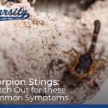 Scorpion Stings Watch Out for these Common Symptoms