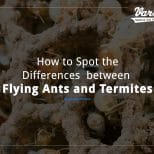 How to Spot the Differences between Flying Ants and Termites