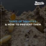 Types Of Termites & How To Prevent Them