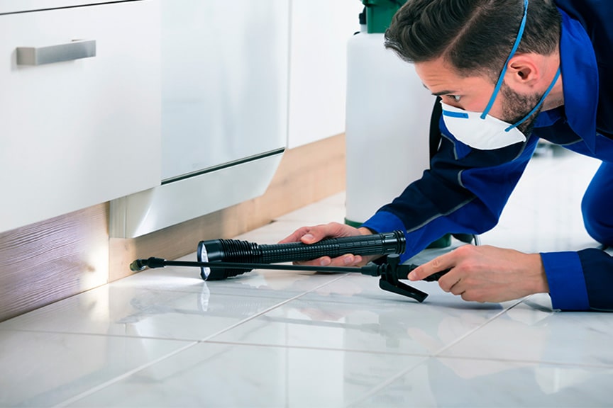 Cockroach Pest Control Inspection In Mesa