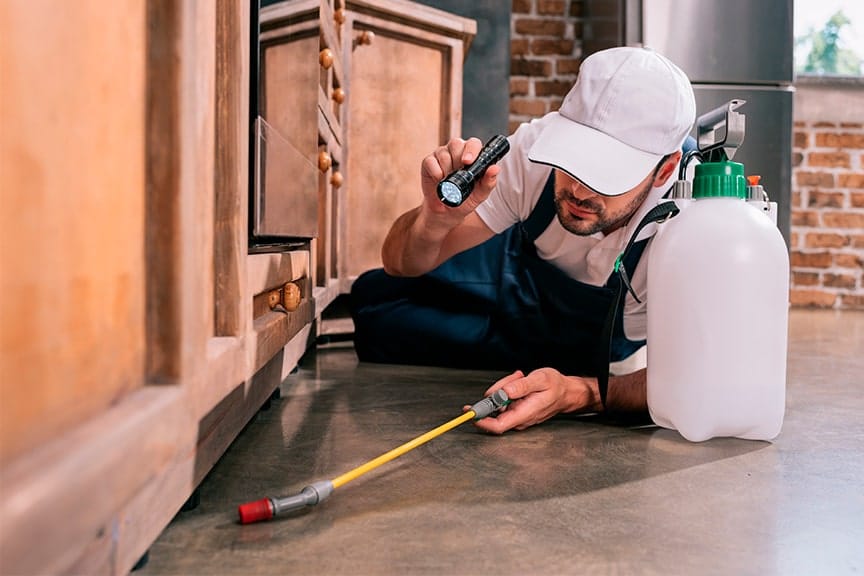 Residential And Commercial Spider Exterminator Inspecting For Spiders Under Furniture