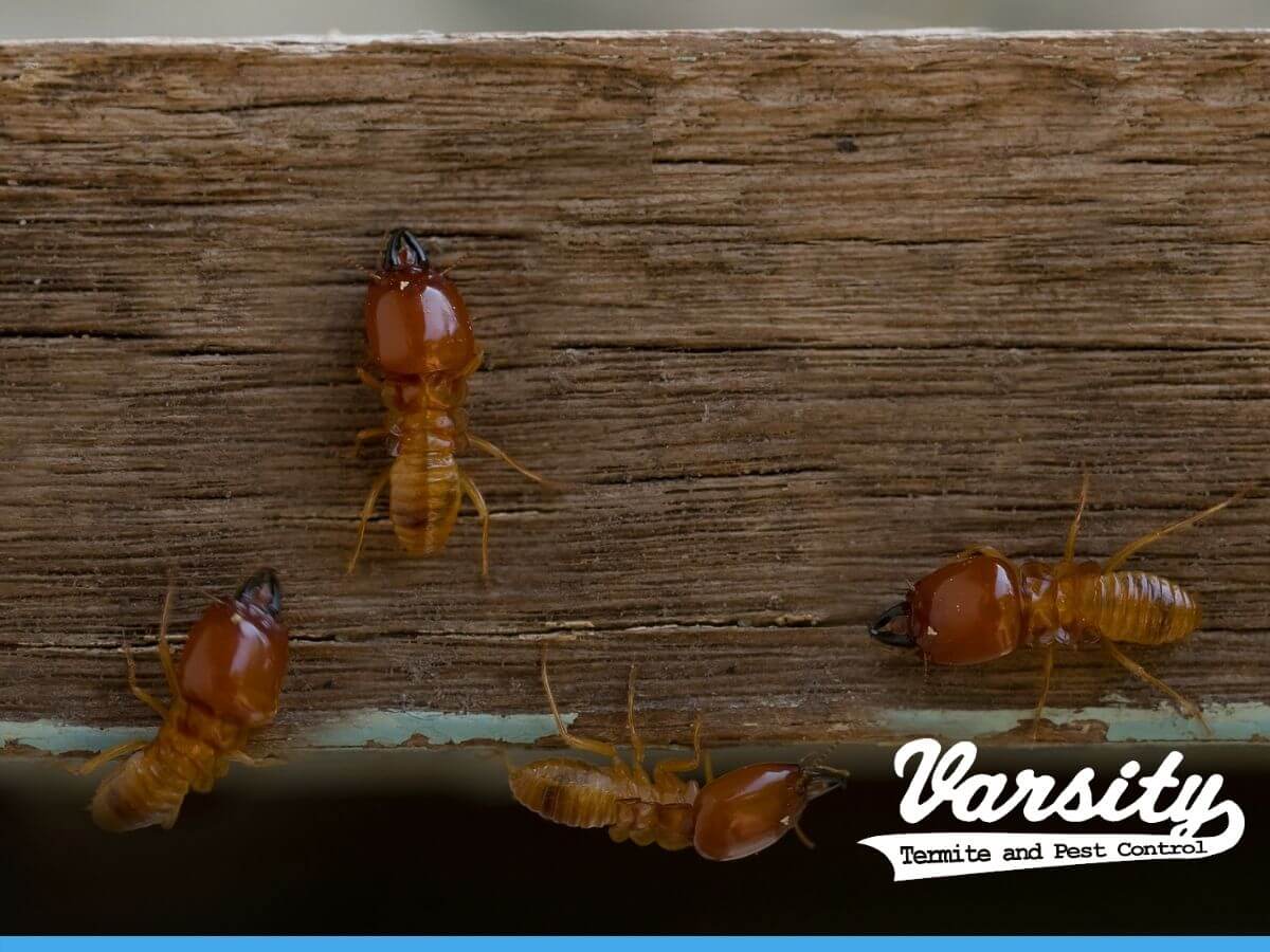 Termites on wood