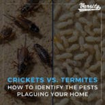 Crickets vs. Termites: How to Identify the Pests Plaguing Your Home