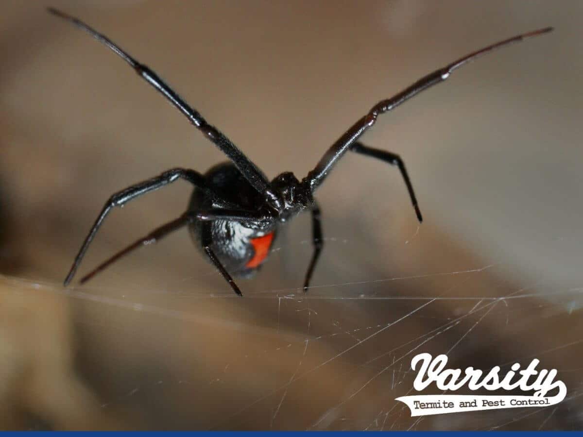  Black Widow spider is one of the two dangerous spiders in Arizona, that can be erradicated by hiring Varsity Termite and Pest Control.