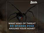 What Kind of Threat Do Spiders Pose around Your Home?