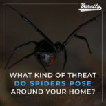 What Kind of Threat Do Spiders Pose around Your Home?