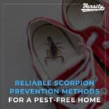 Reliable Scorpion Prevention Methods For A Pest-Free Home