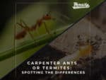 Carpenter Ants or Termites: Spotting the Differences