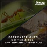 Carpenter Ants or Termites: Spotting the Differences