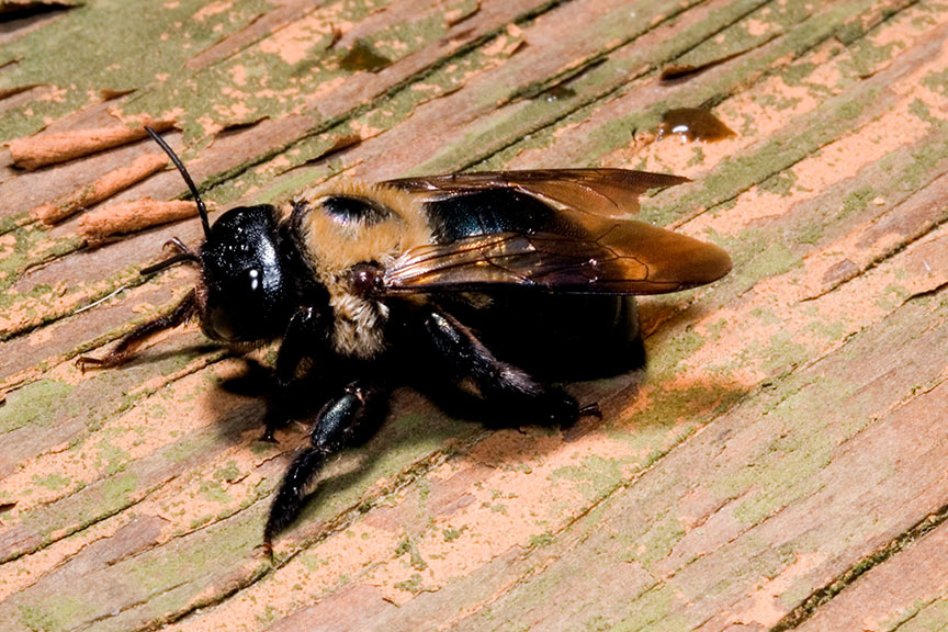 Why Hire The Queen Creek Bee Control Experts From Varsity Termite And Pest Control