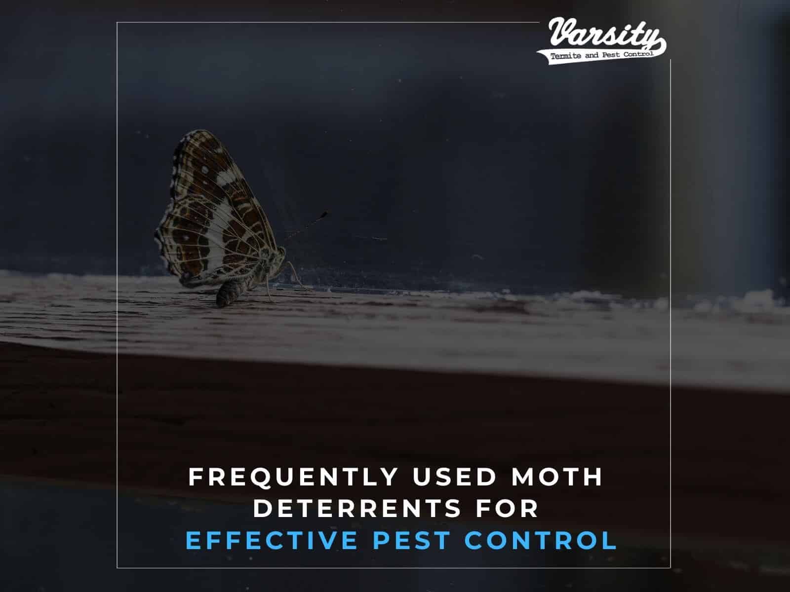 Frequently Used Moth Deterrents for Effective Pest Control