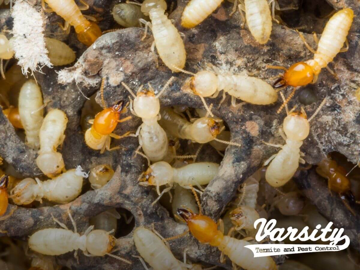 Treating Termite Infestations in Inaccessible Areas in Your Home