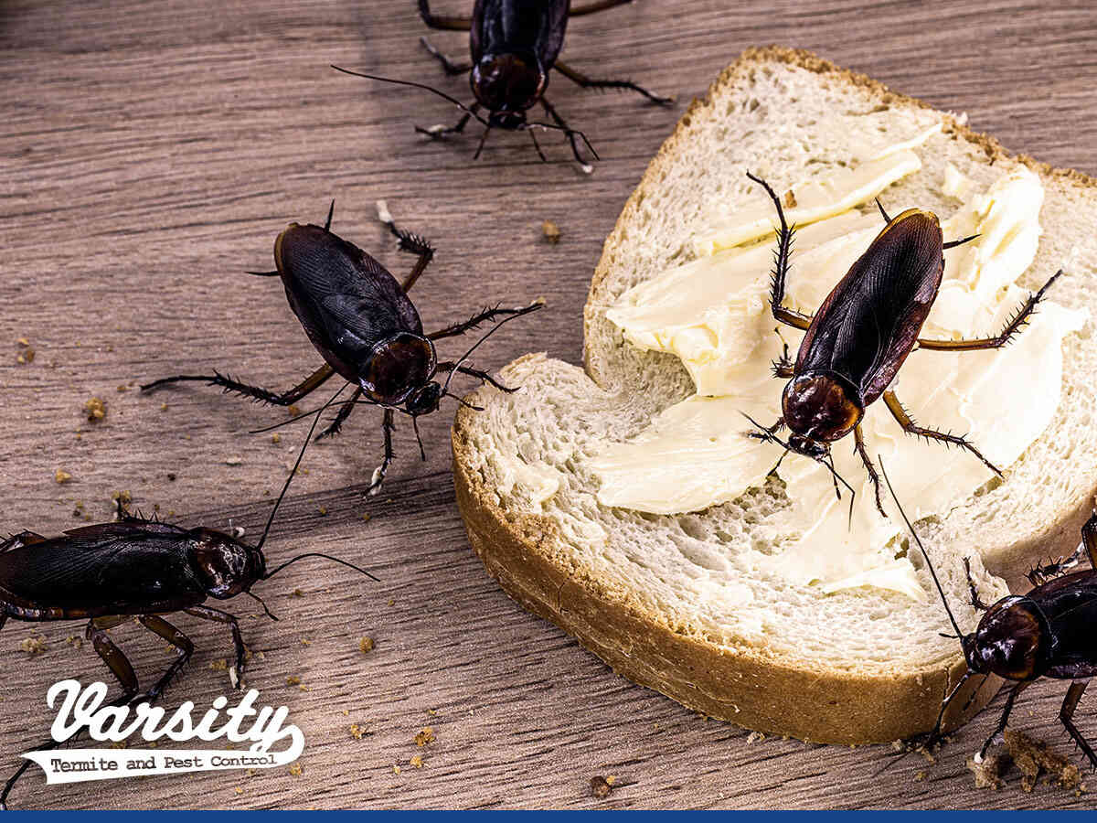 Coackroaches eating food in the kitchen in Phoenix, AZ