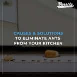 Causes & Solutions To Eliminate Ants From Your Kitchen