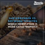 Subterranean vs. Drywood Termites: Which Infestation is More Catastrophic?