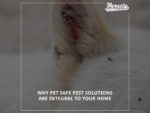 Why Pet Safe Pest Solutions Are Integral To Your Home