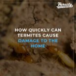 How Quickly Can Termites Cause Damage To The Home