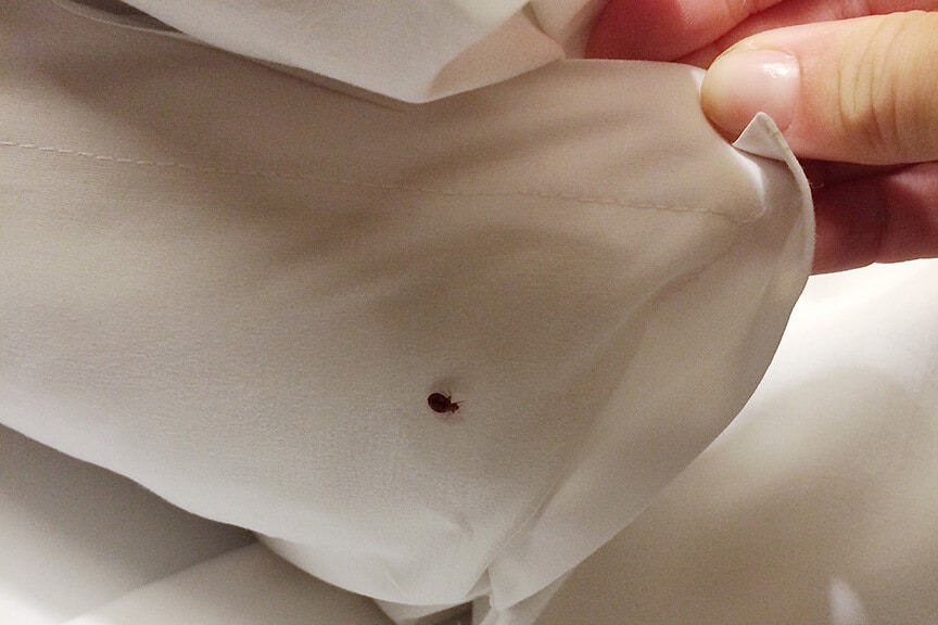 Bed Bug Treatment for Homes and Hotels in Mesa, AZ