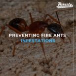 Preventing Fire Ants Infestations